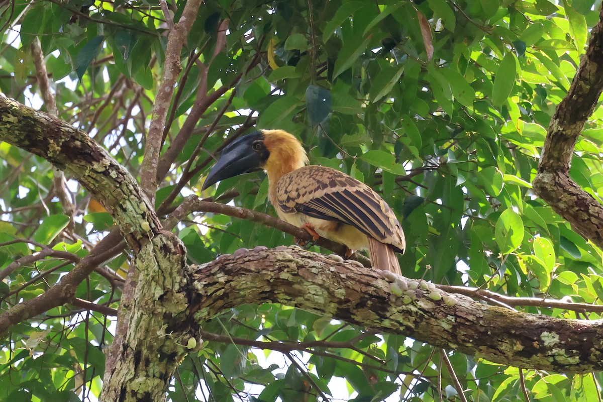 Rufous Hornbill - Jörg Hanoldt