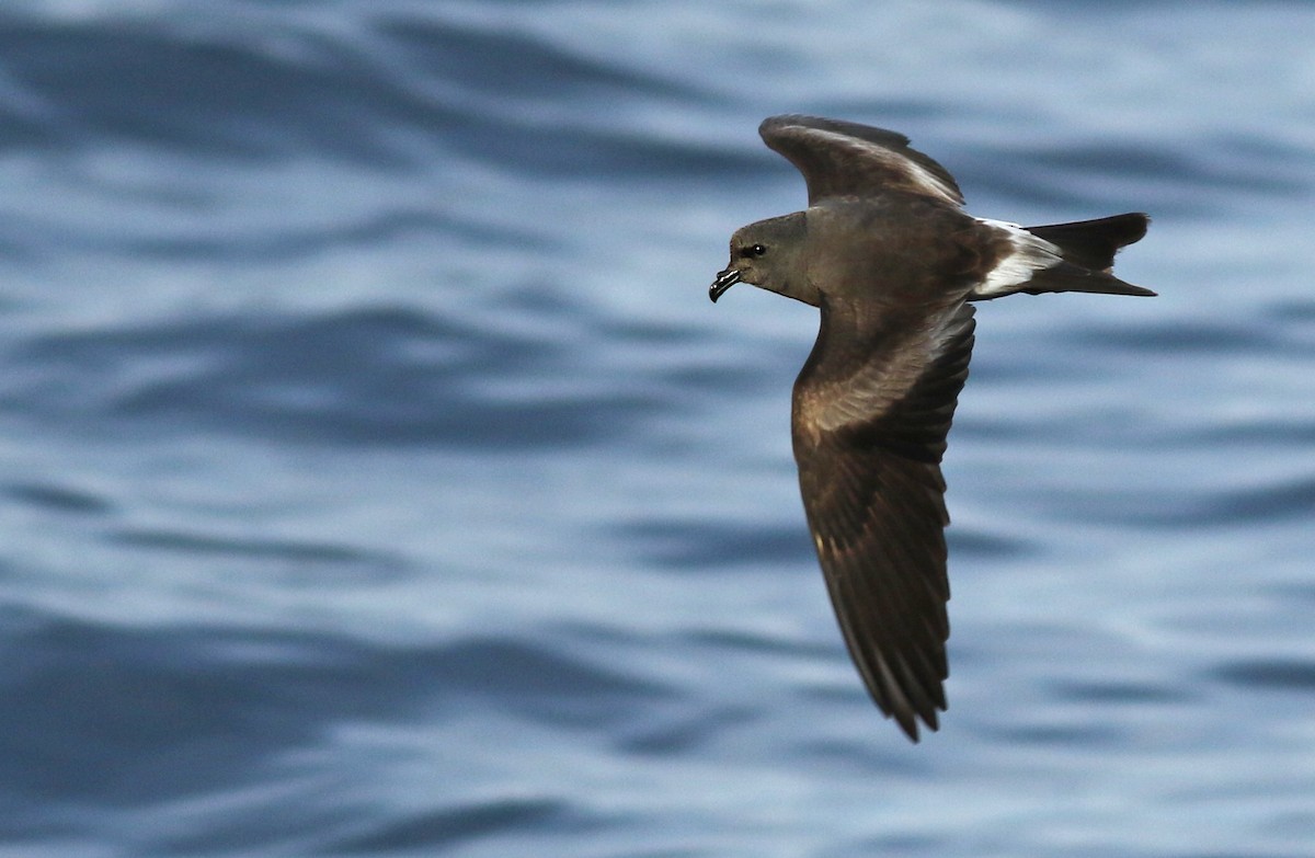 Leach's Storm-Petrel - Luke Seitz