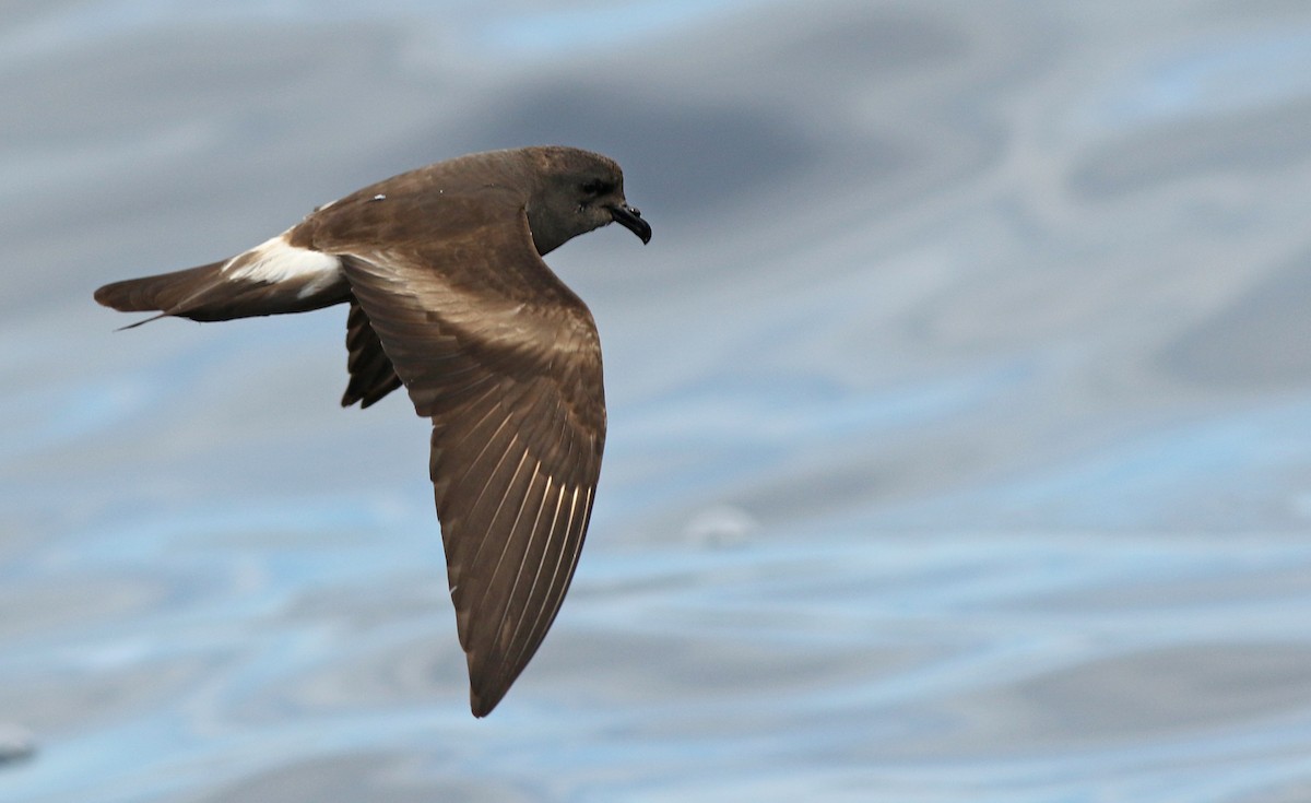 Leach's Storm-Petrel - Luke Seitz