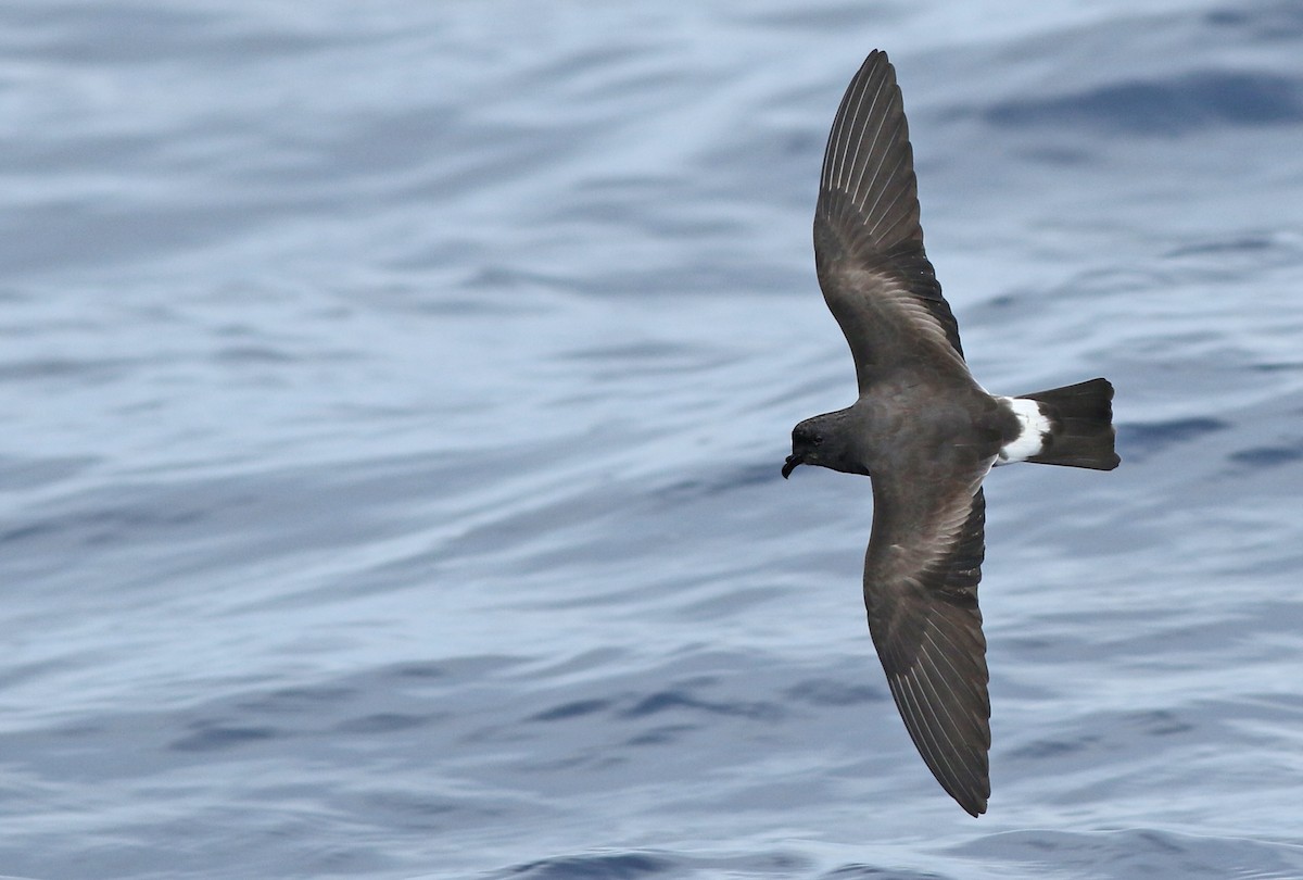 Band-rumped Storm-Petrel - ML54843391