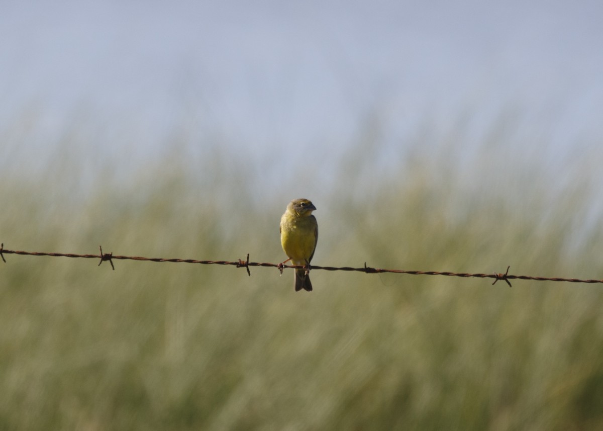 Grassland Yellow-Finch (Grassland) - ML548434111