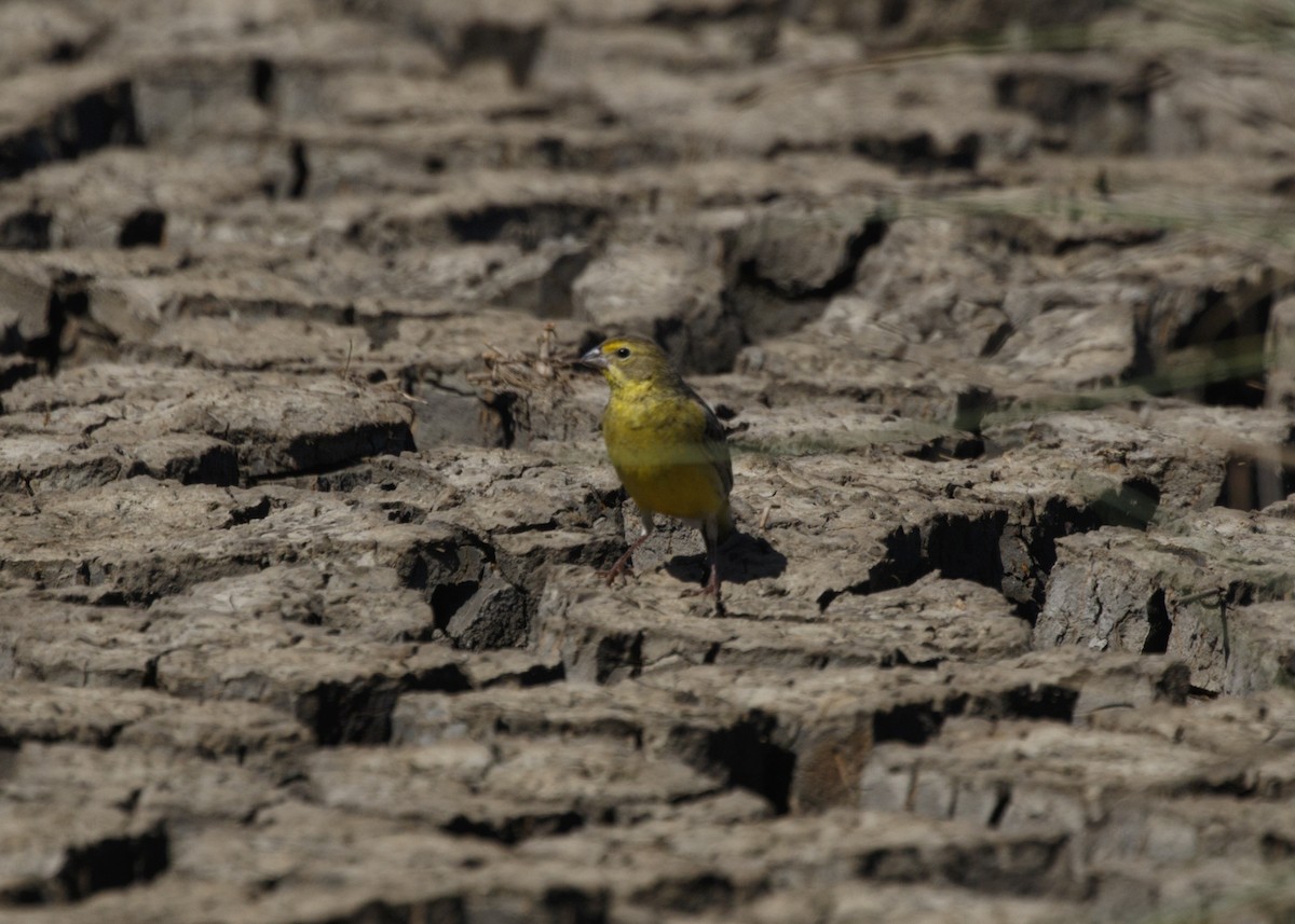 Grassland Yellow-Finch (Grassland) - ML548434151
