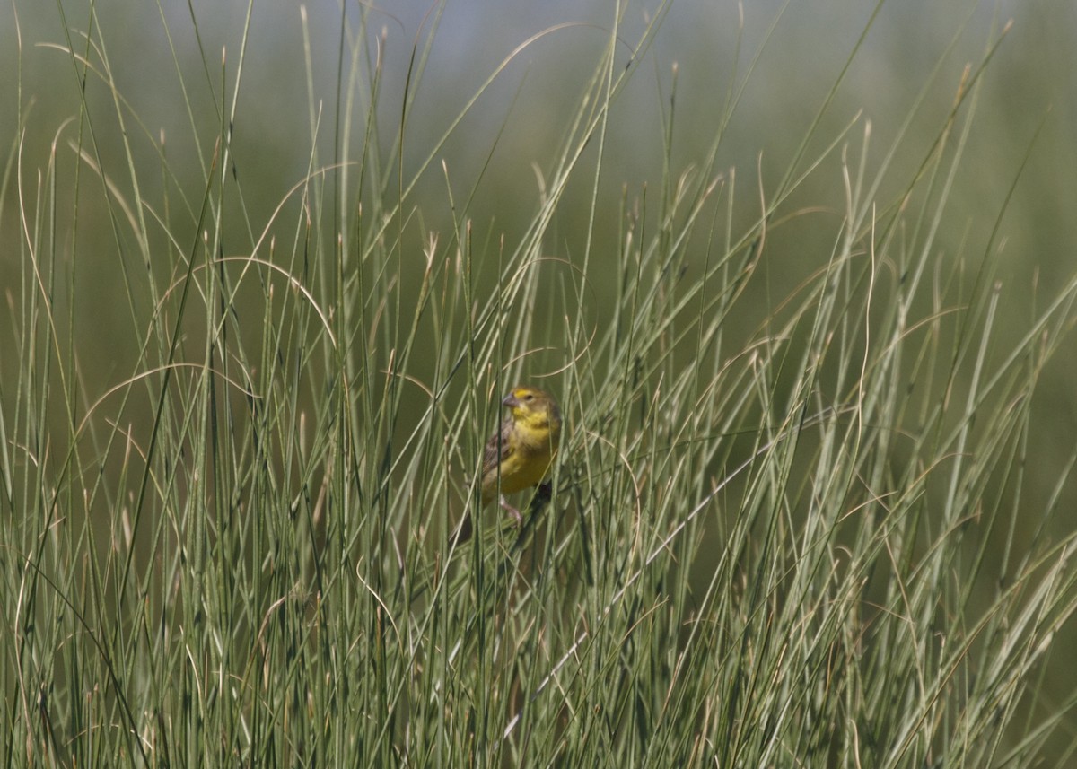 Grassland Yellow-Finch (Grassland) - ML548434211