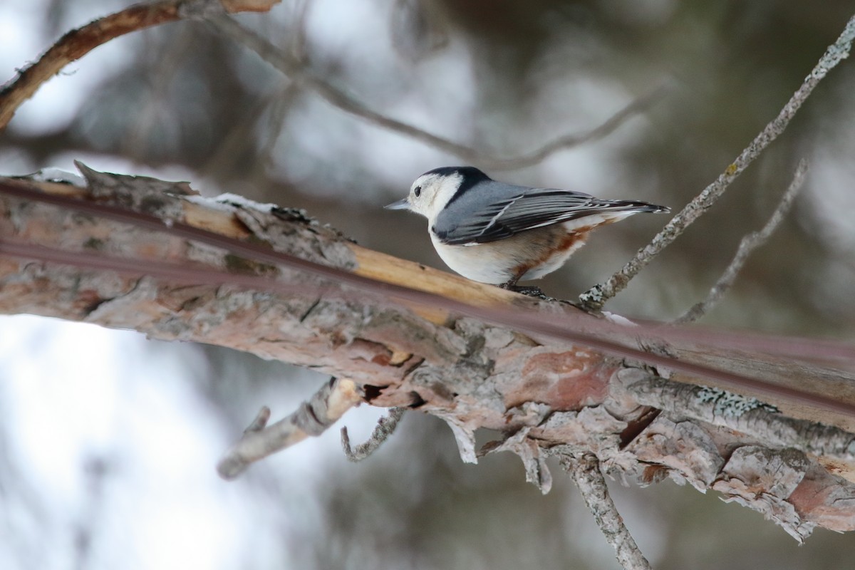 White-breasted Nuthatch - ML548436311