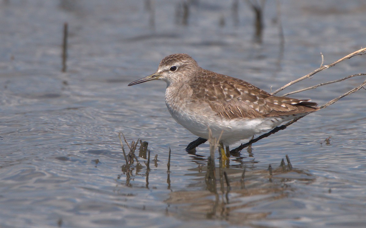 Wood Sandpiper - Curtis Marantz