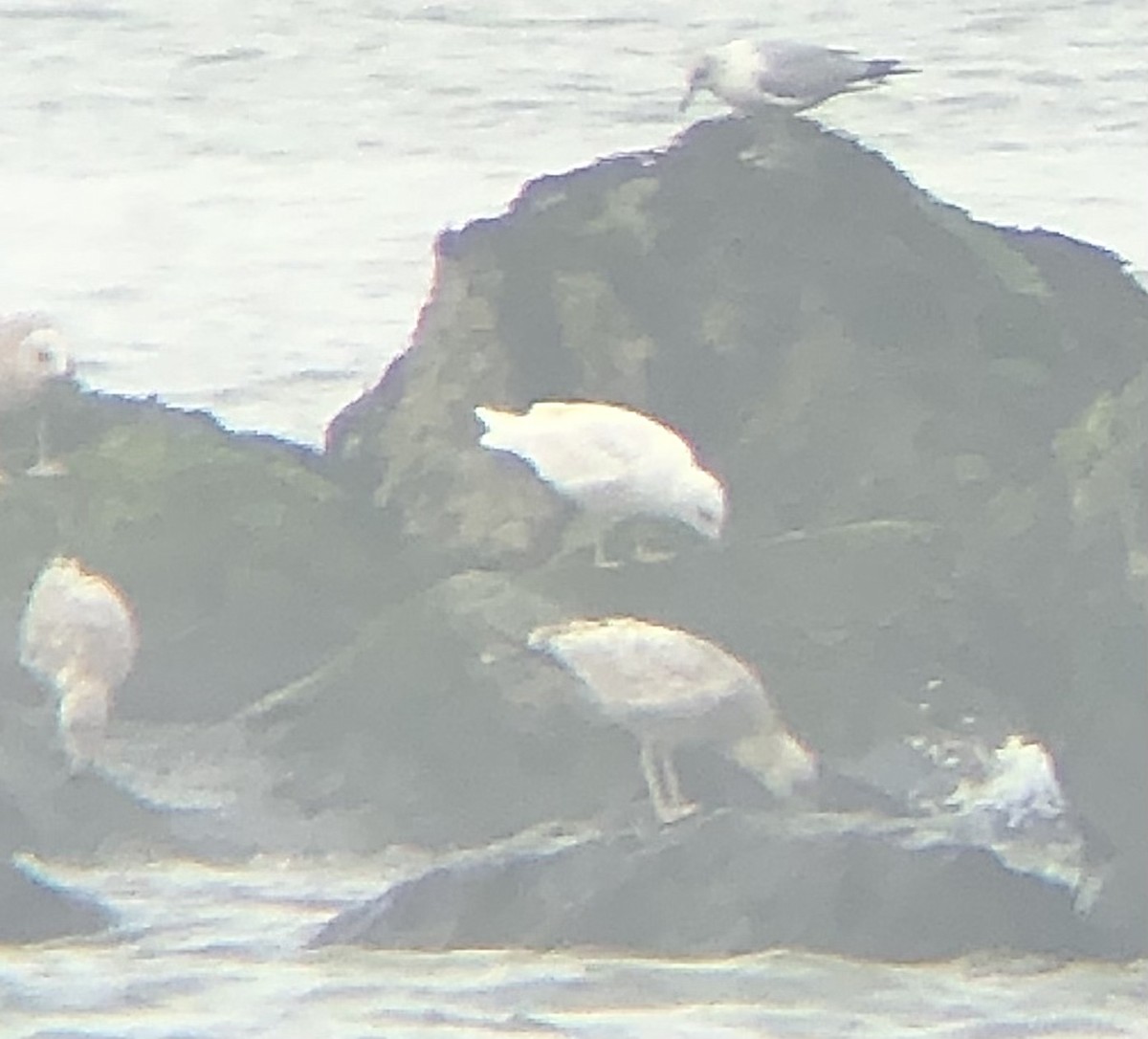 Iceland Gull (kumlieni/glaucoides) - ML548438371