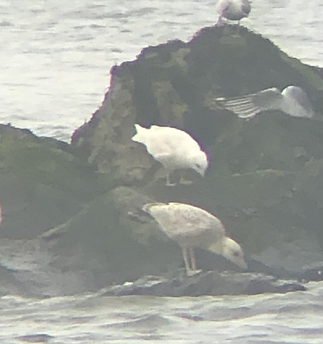 Gaviota Groenlandesa (kumlieni/glaucoides) - ML548438381