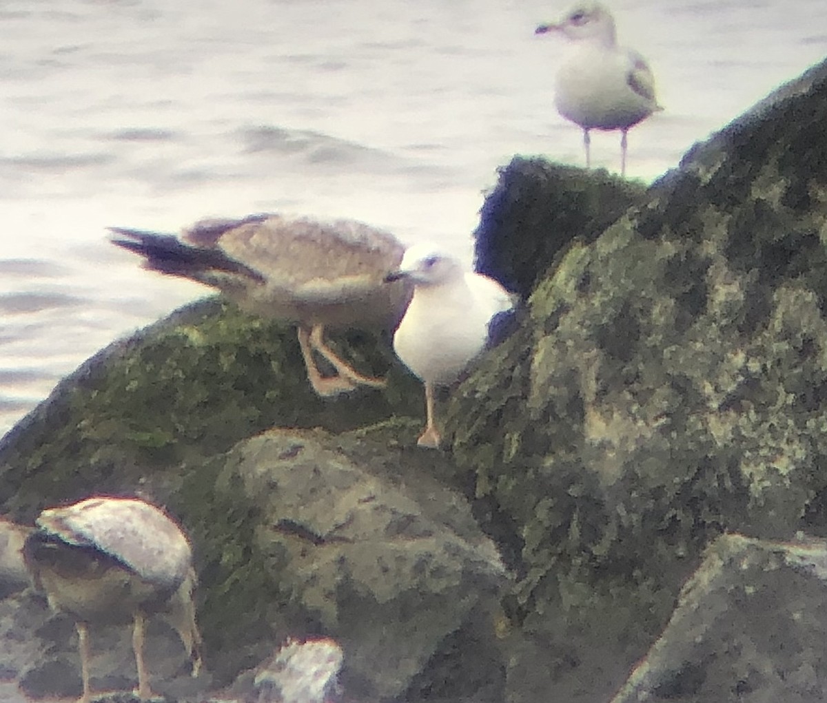 Gaviota Groenlandesa (kumlieni/glaucoides) - ML548438431