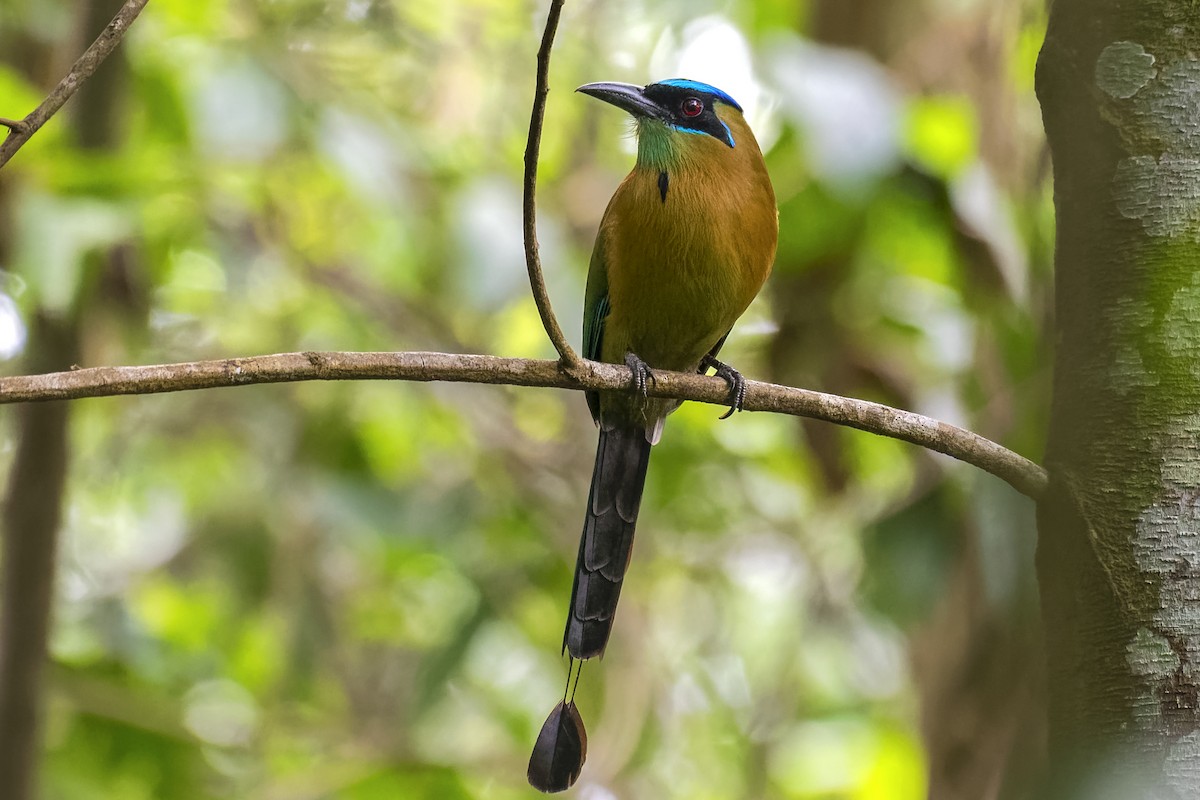 Lesson's Motmot - ML548438531