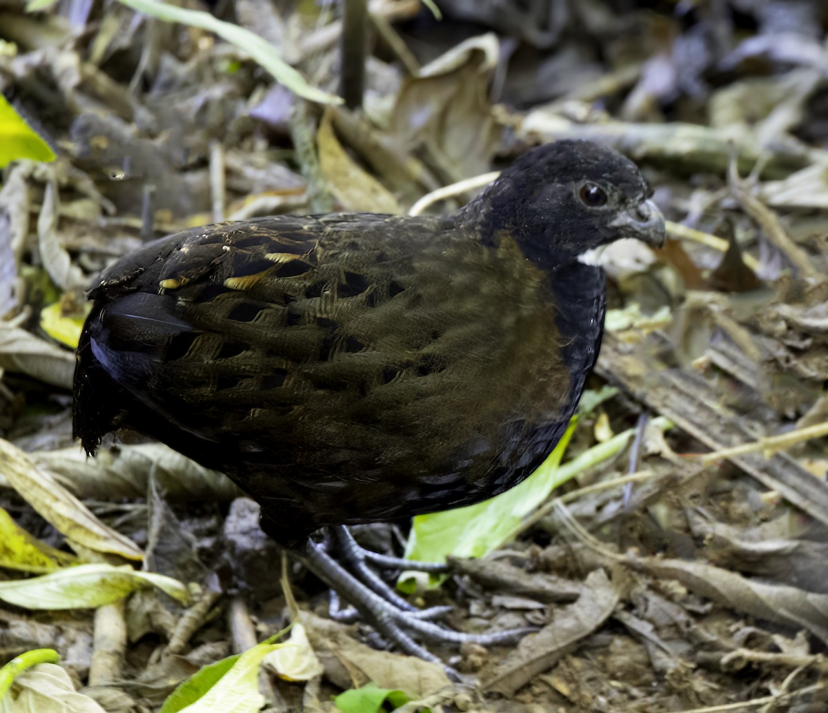 Black-breasted Wood-Quail - ML548438681