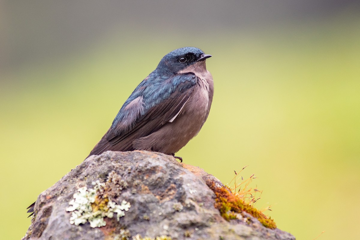 Brown-bellied Swallow - louis bijlmakers