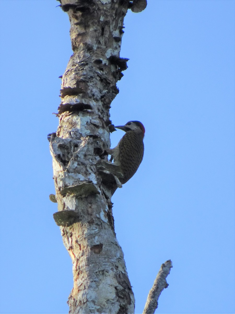 Spot-breasted Woodpecker - Faelle Harvey