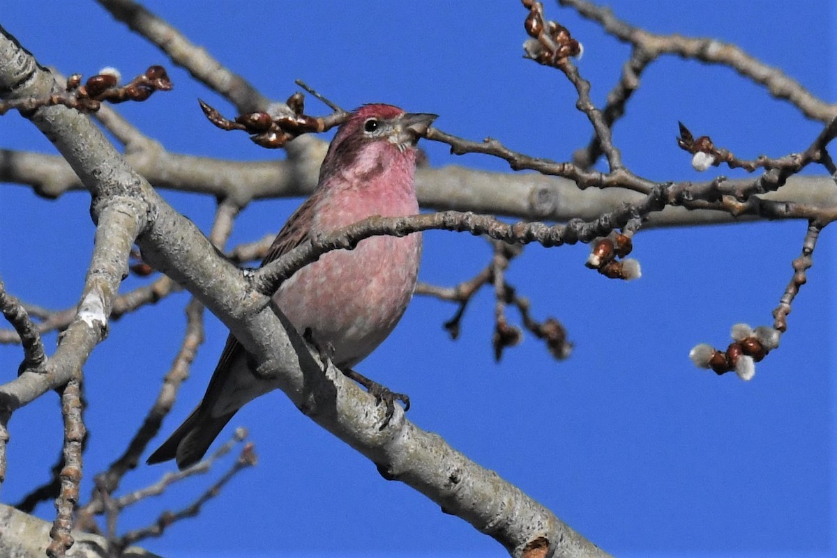 Cassin's Finch - ML548441431