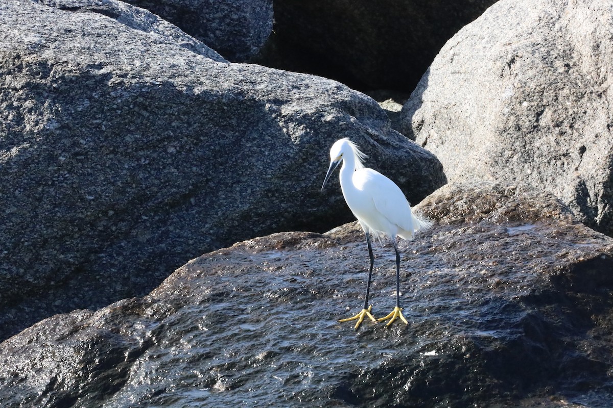 Snowy Egret - ML548441451