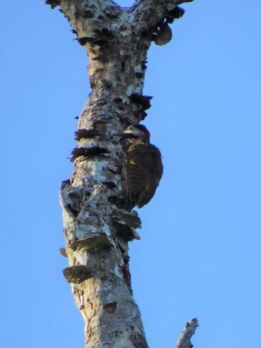 Spot-breasted Woodpecker - Faelle Harvey