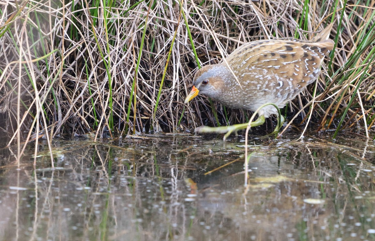 Spotted Crake - ML548441861