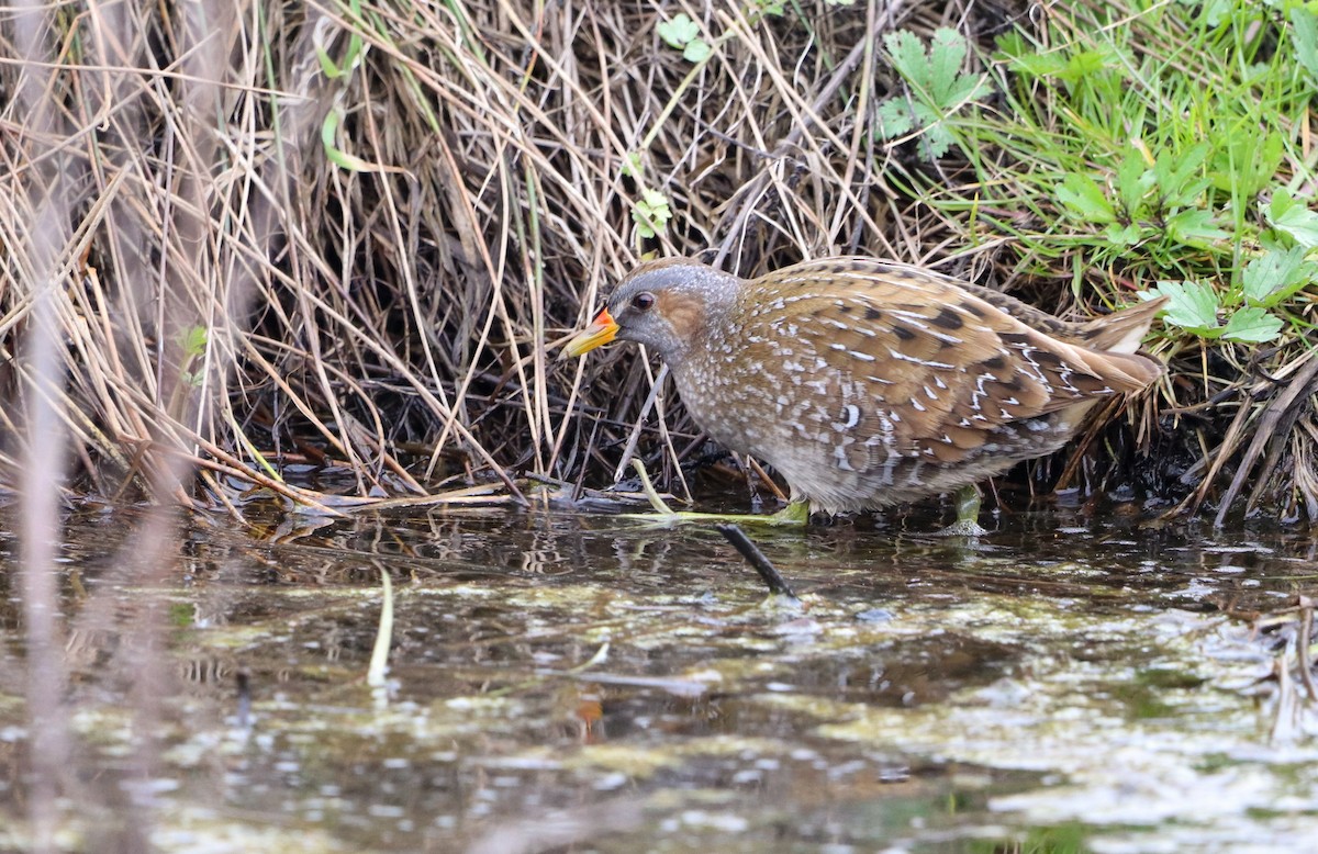 Spotted Crake - ML548441881