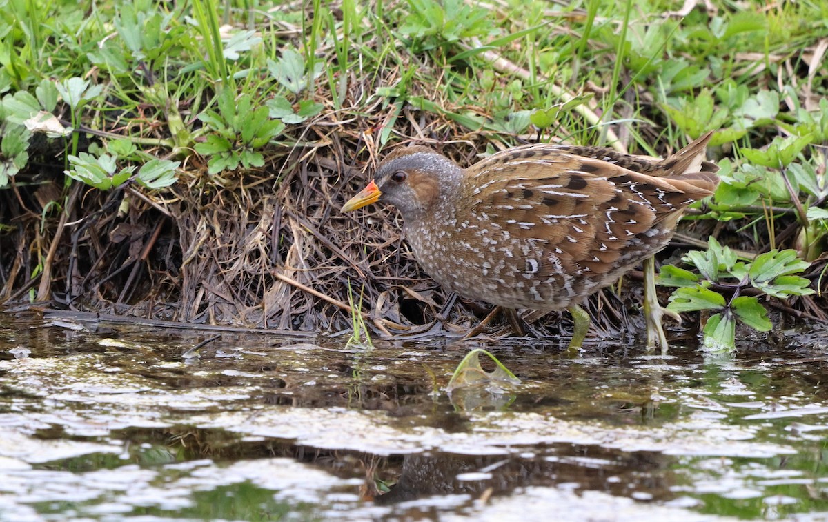 Spotted Crake - ML548441891