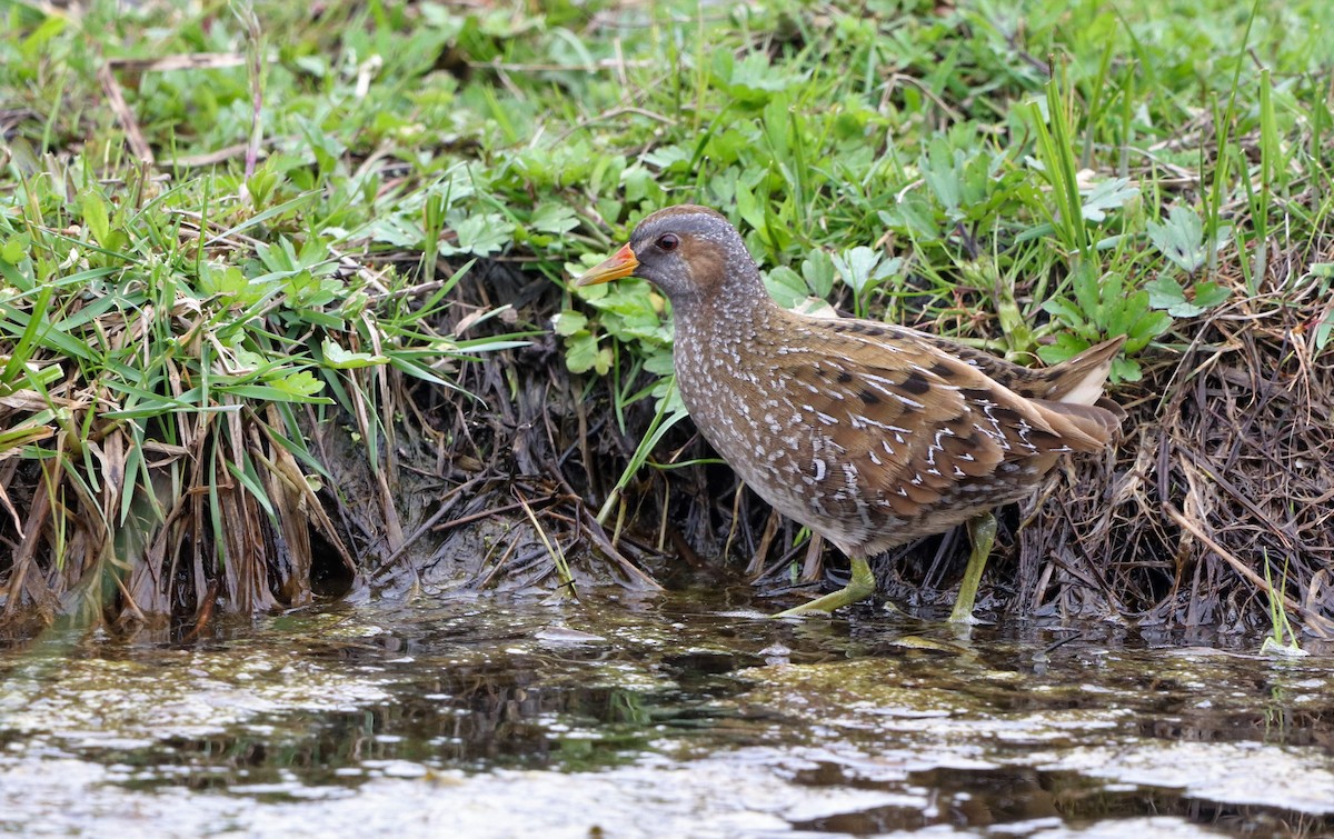 Spotted Crake - ML548441911