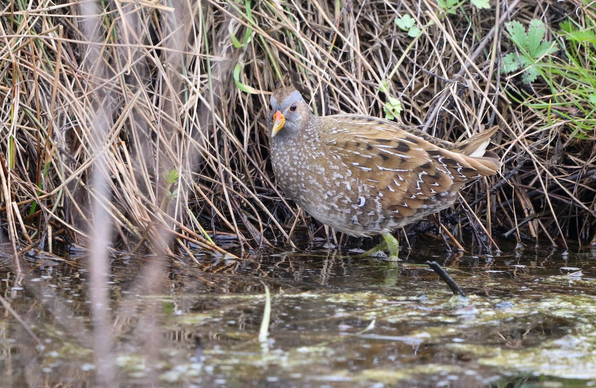 Spotted Crake - ML548441931