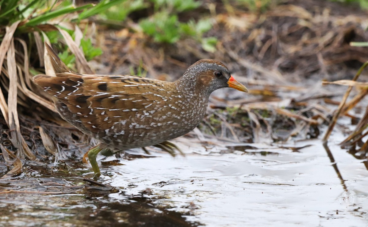 Spotted Crake - ML548441941