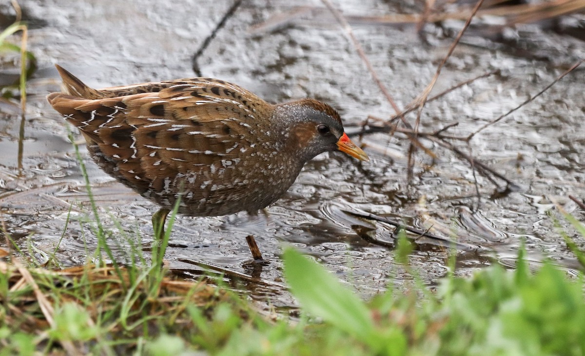 Spotted Crake - ML548441961