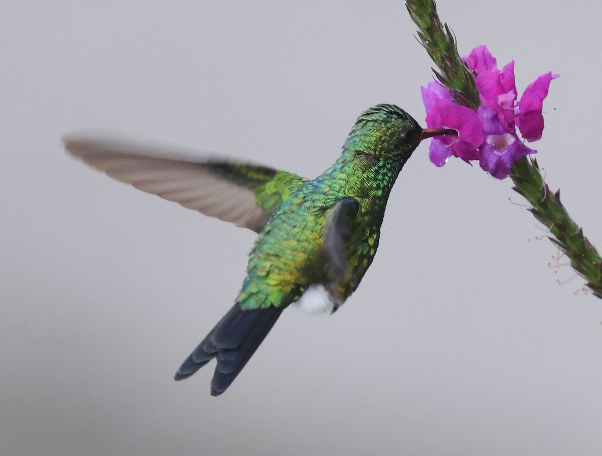 Blue-vented Hummingbird - ML548442301