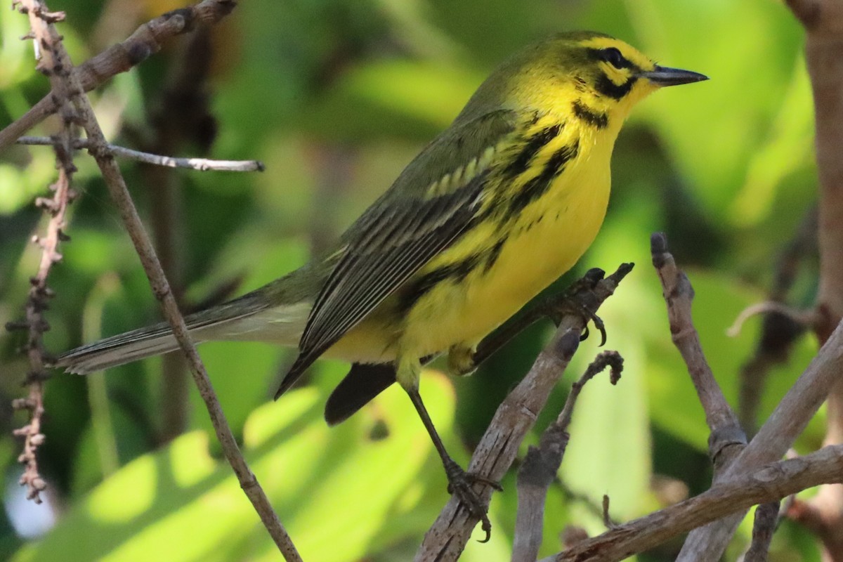 Prairie Warbler - ML548443431