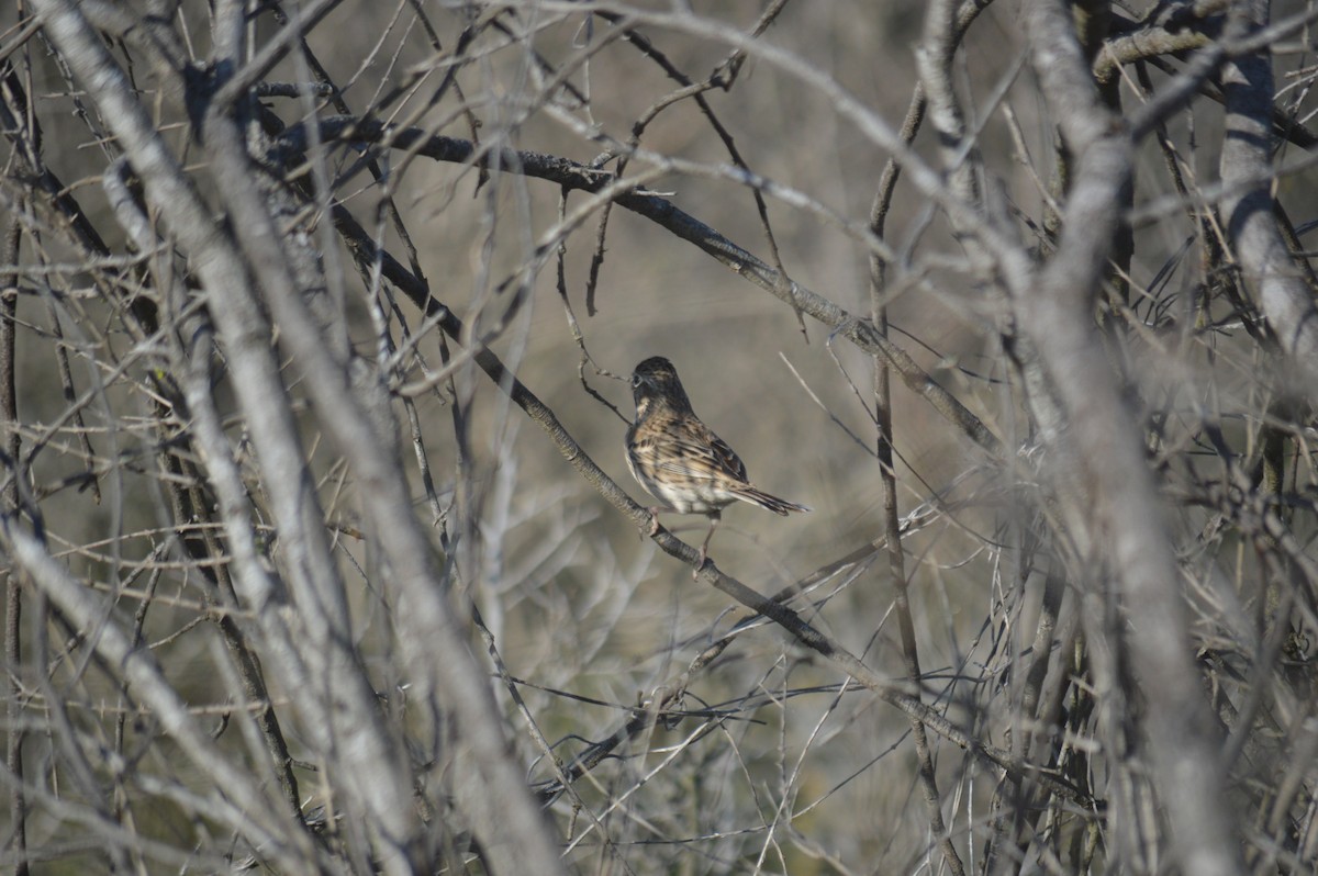 Vesper Sparrow - ML548444051