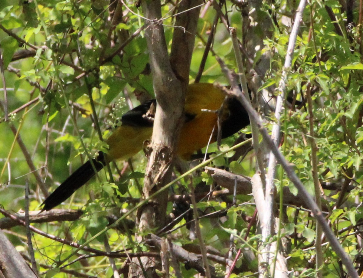 Audubon's Oriole - ML548444351