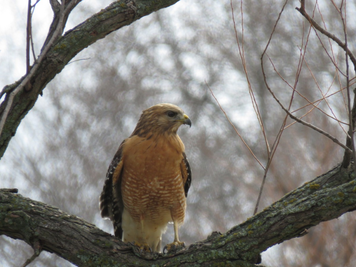 Red-shouldered Hawk - ML548445061