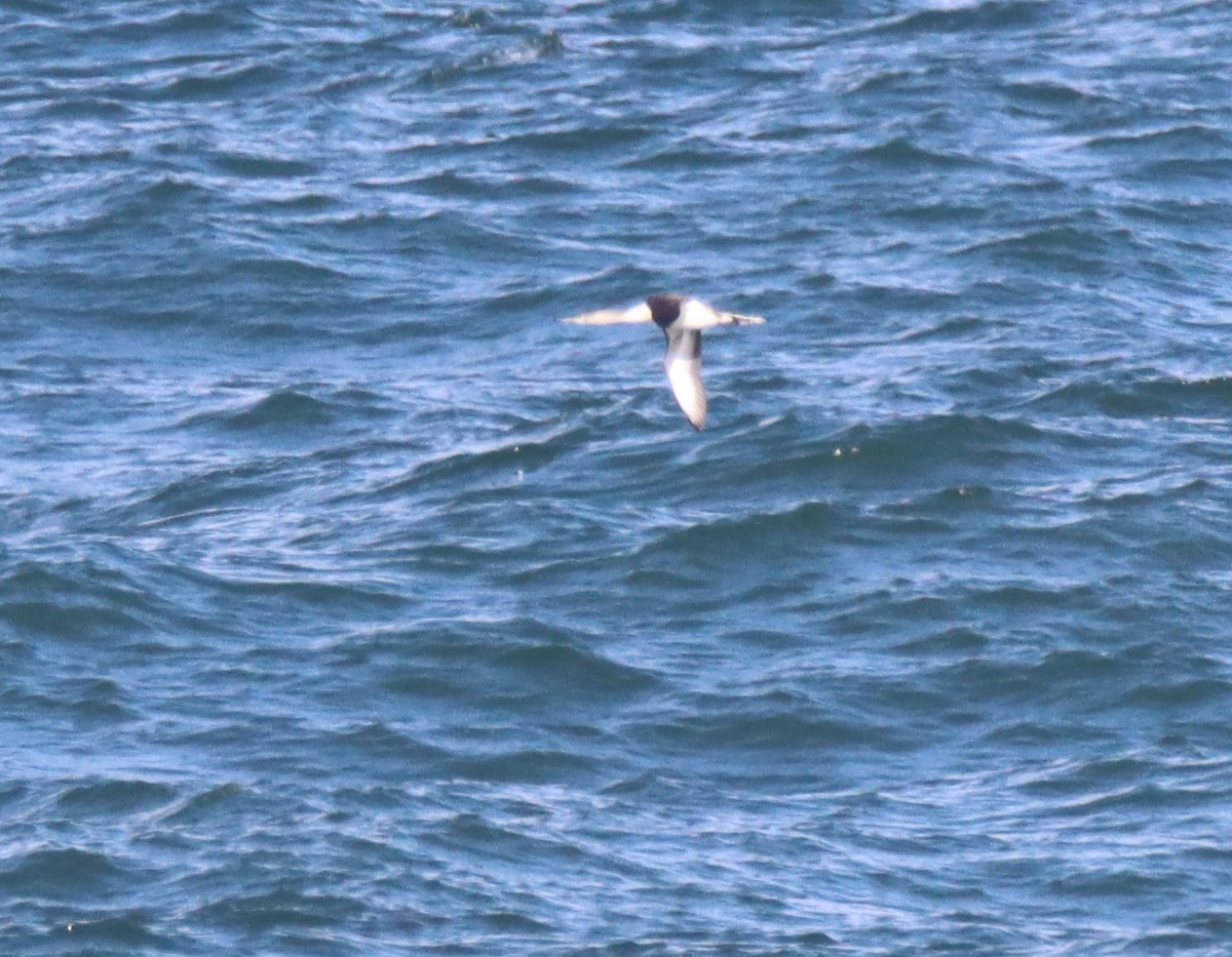 Red-throated Loon - ML548445151