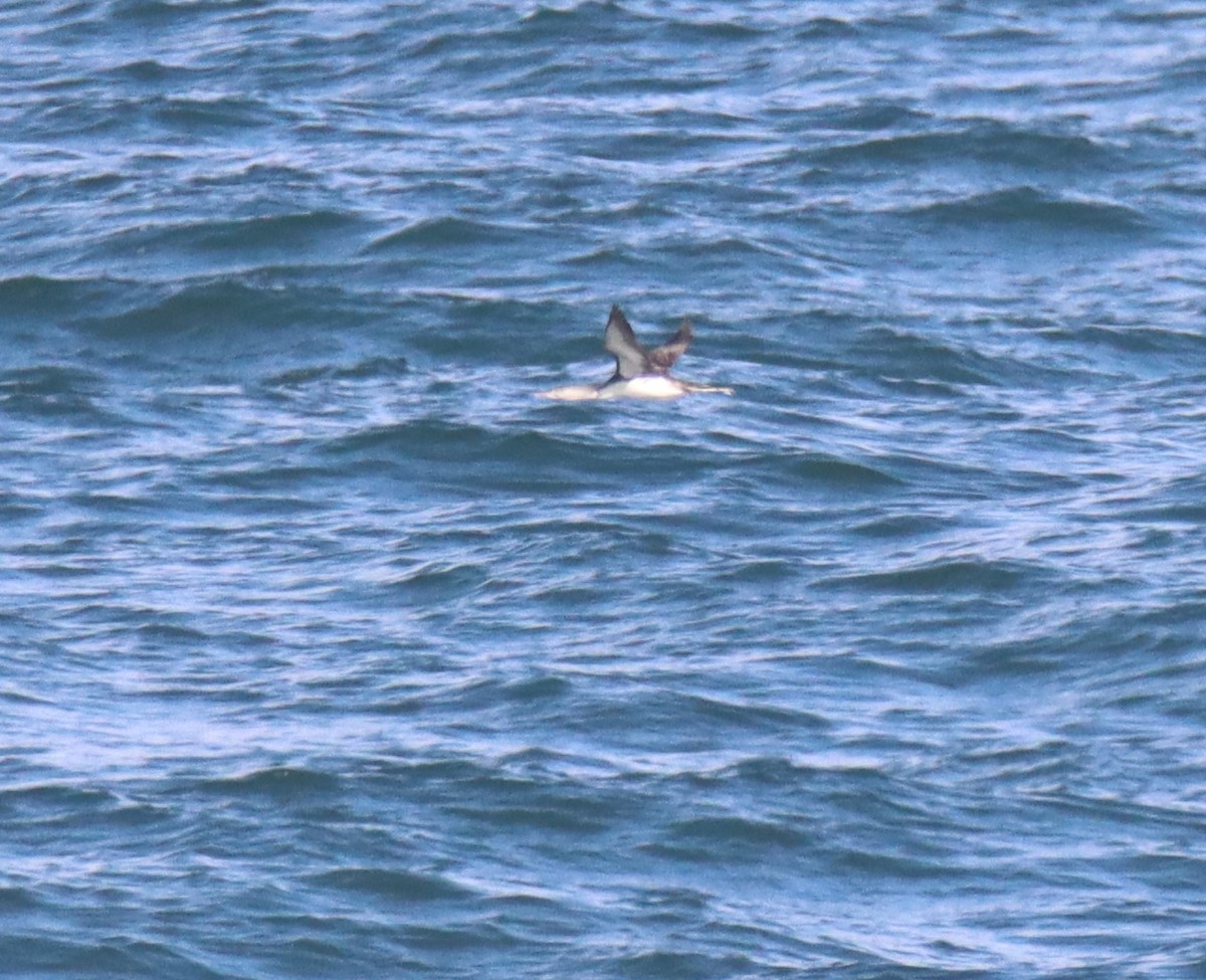 Red-throated Loon - ML548445161