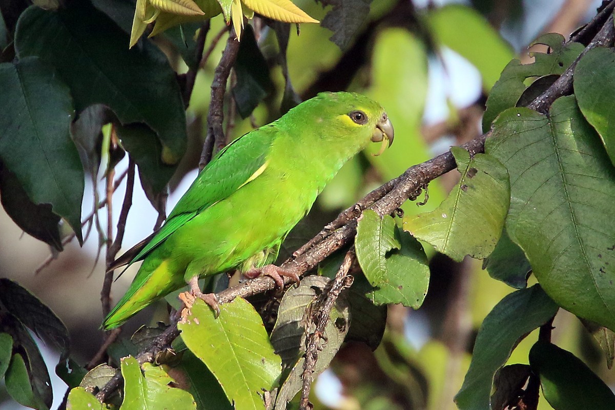 Tepui Parrotlet - Phillip Edwards