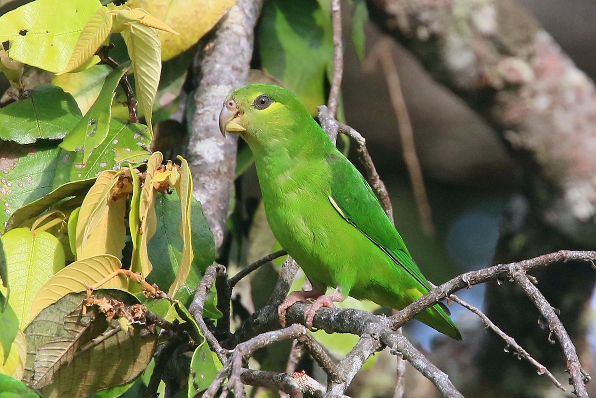 Tepui Parrotlet - ML548445231