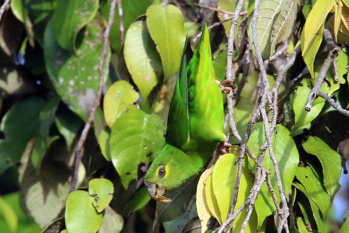 Tepui Parrotlet - ML548445241