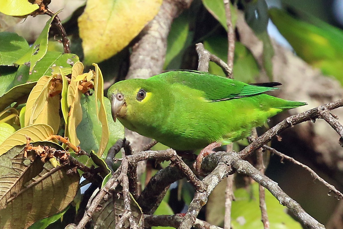 Tepui Parrotlet - ML548445251