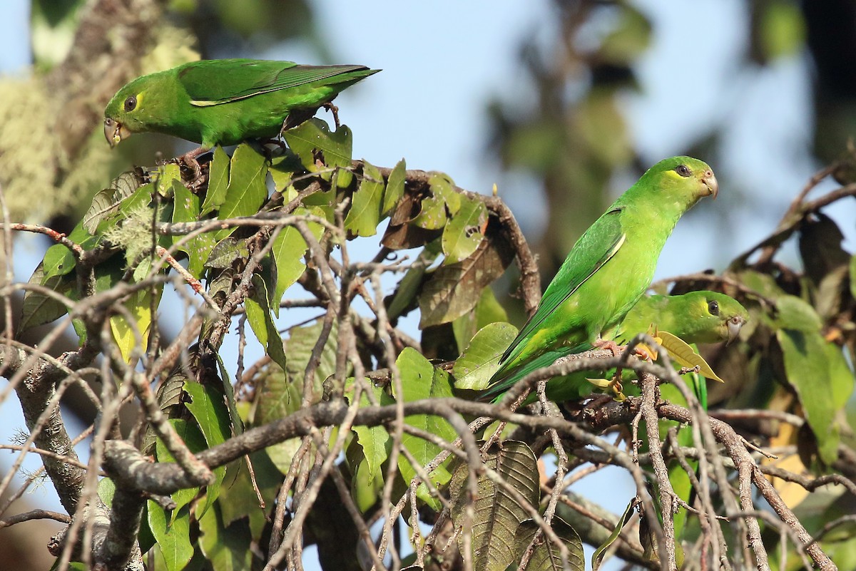 Tepui Parrotlet - ML548445261