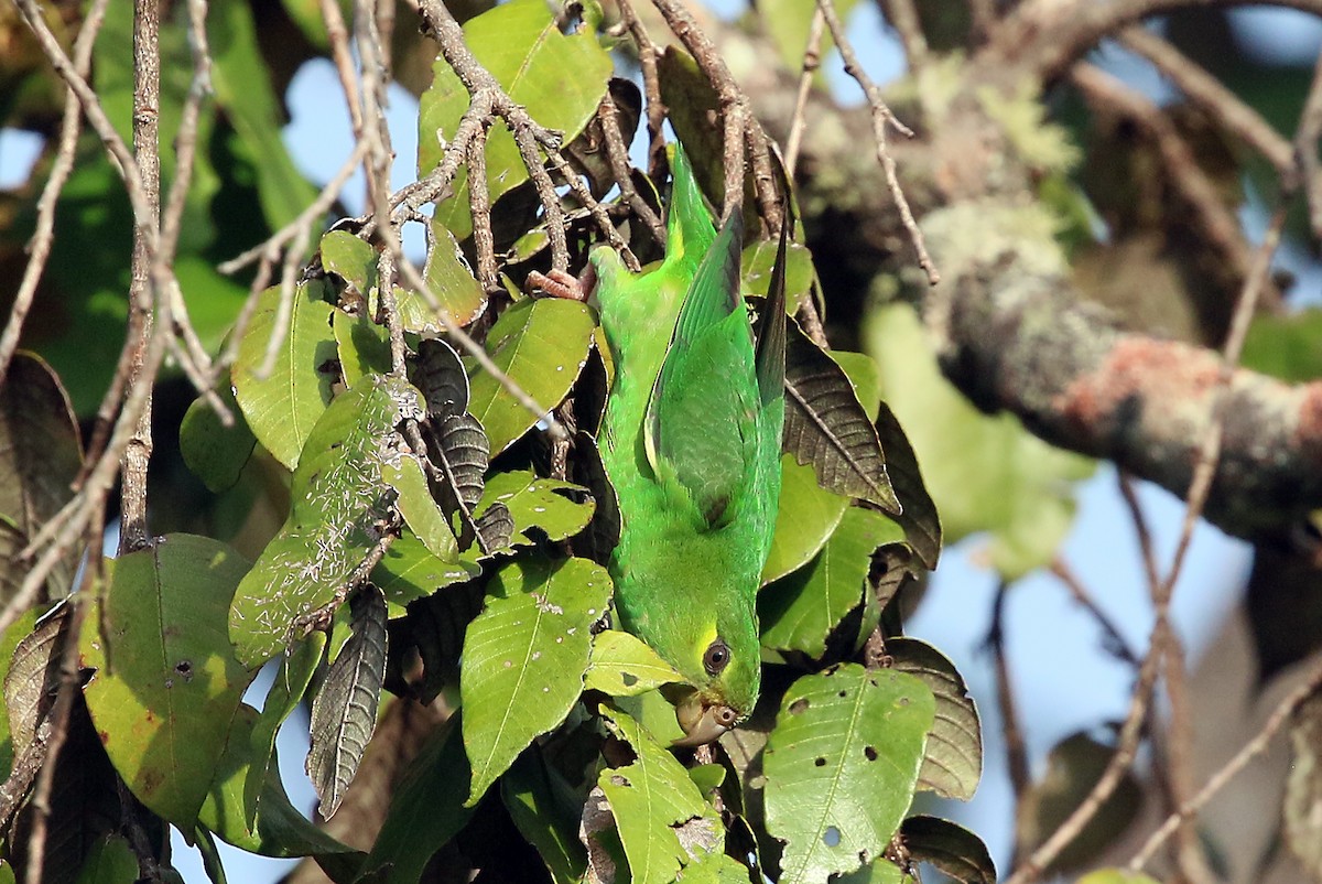 Tepui Parrotlet - Phillip Edwards