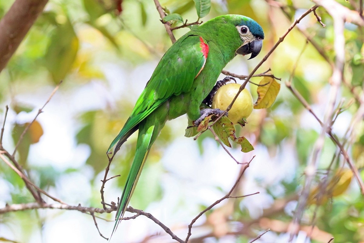Red-shouldered Macaw (Northern) - ML548445951