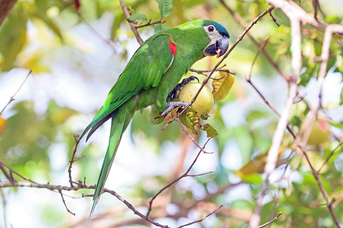 Red-shouldered Macaw (Northern) - ML548445971