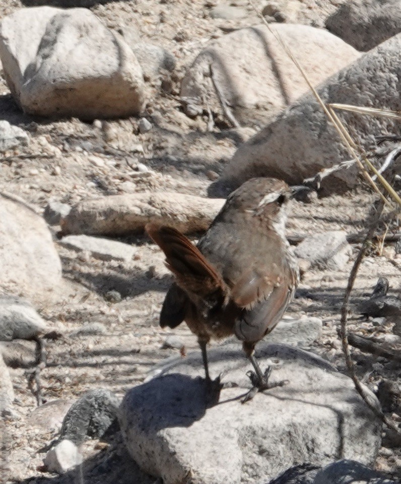 White-throated Tapaculo - ML548446481