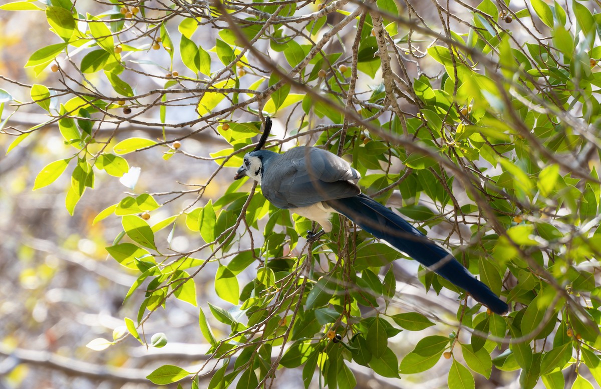 White-throated Magpie-Jay - Rachel Kolokoff Hopper