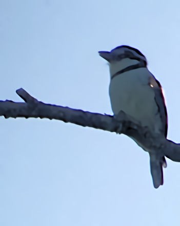 Pied Puffbird - ML548449591