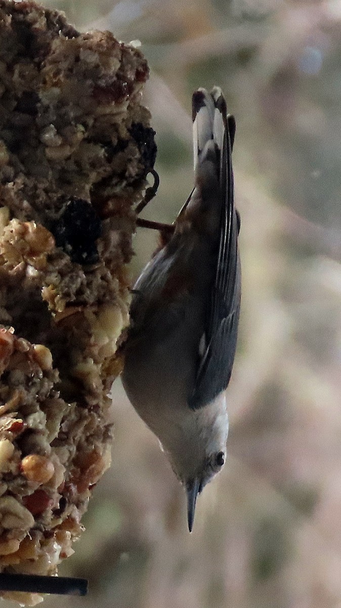 White-breasted Nuthatch - ML548449731