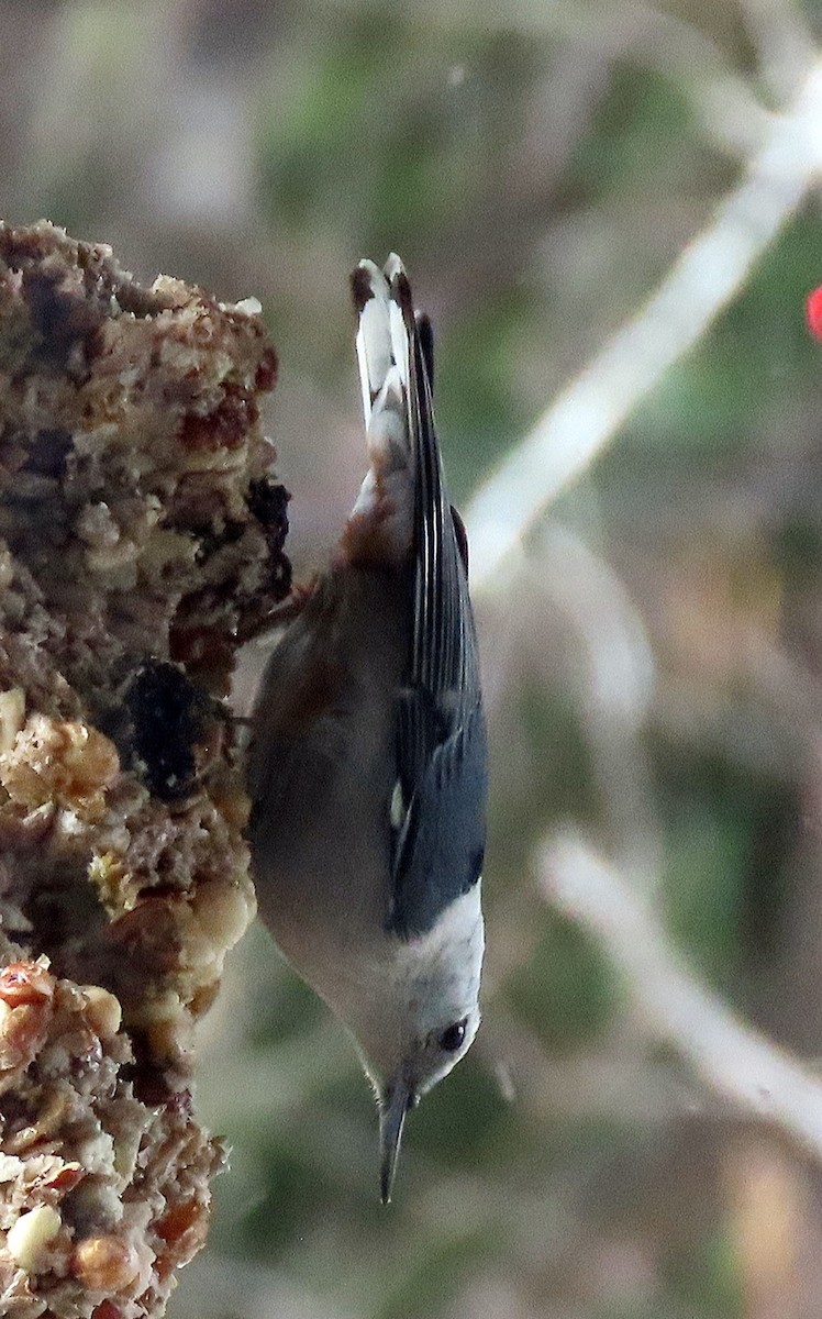 White-breasted Nuthatch - ML548449741
