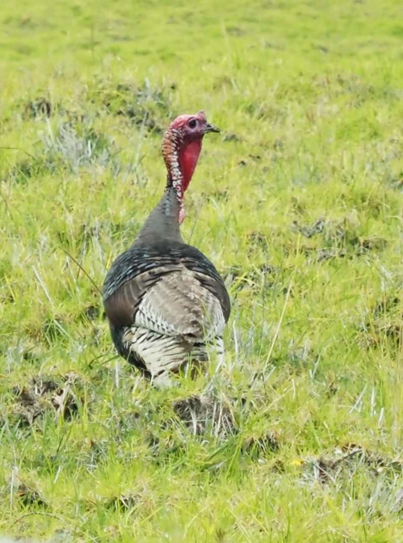 Wild Turkey - ML548450471