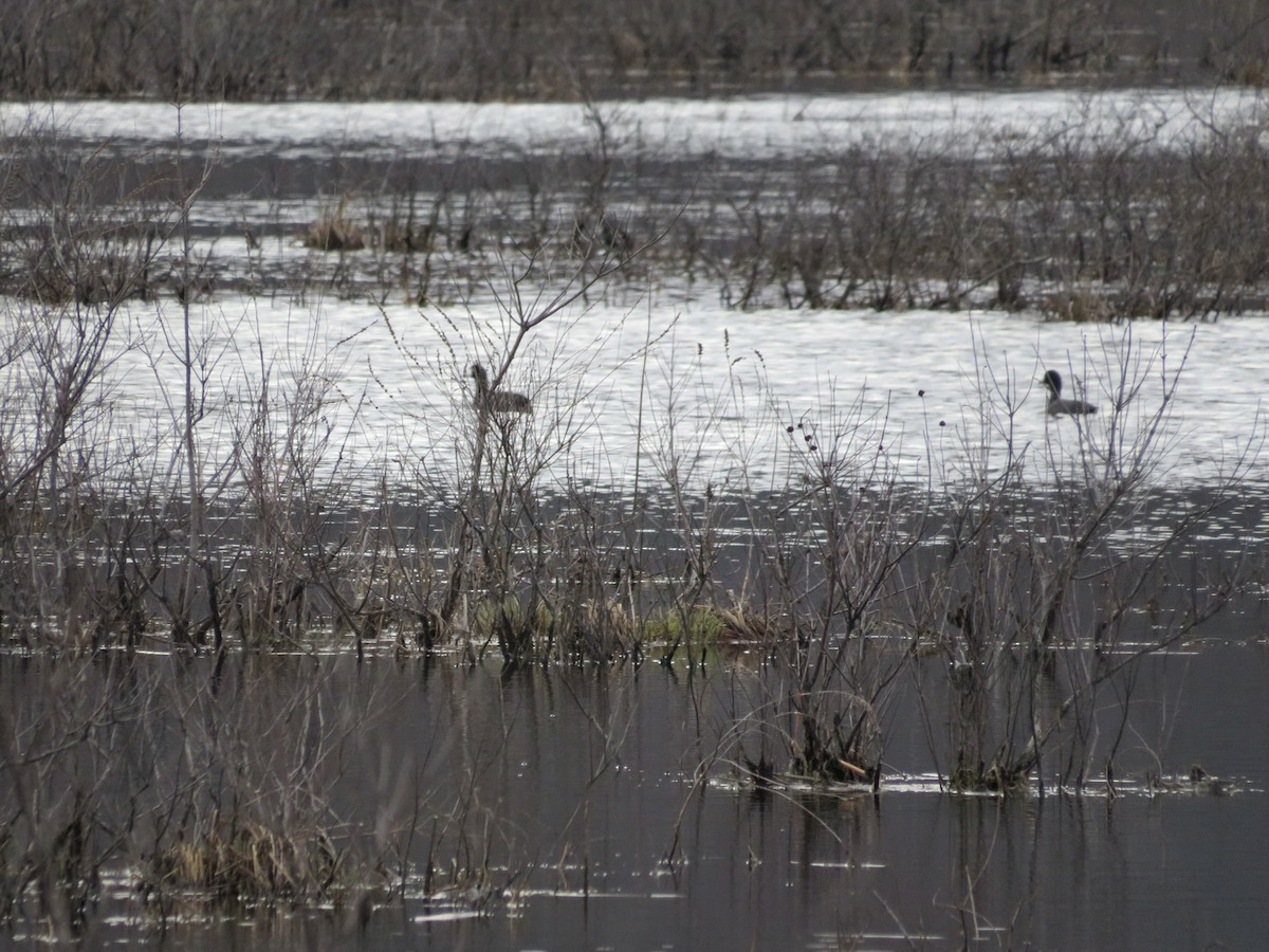 American Coot - ML548451301