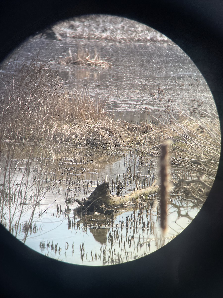 Wilson's Snipe - ML548451661