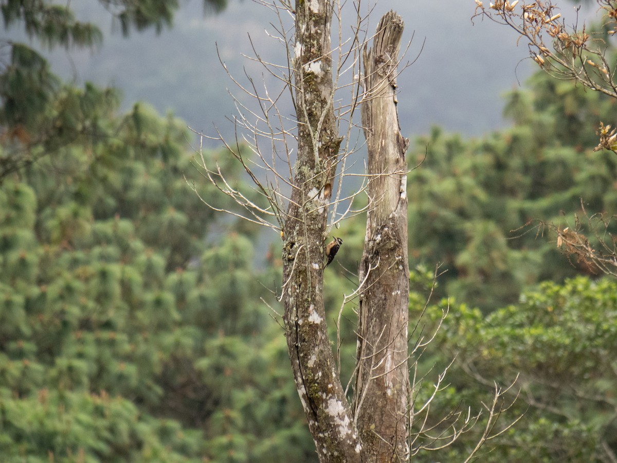 strakapoud americký (ssp. jardinii/sanctorum) - ML548454481